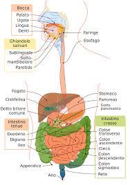L'olio di fegato dello stesso (merluzzo) ne apporta invece 175 ui in 1g. Apparato Digerente Wikipedia