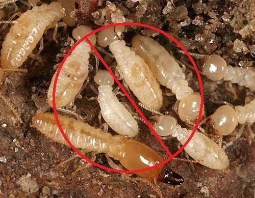 Piping System Termite Treatment