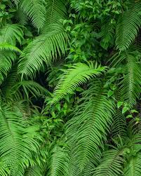 Image result for Thelypteridaceae