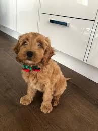Puppies and dogs in ontario. Pets Dogs Puppies For Rehoming Ontario Ohmy