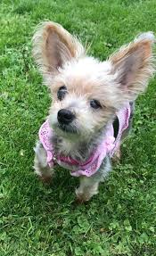 Teddy bear puppies breeders in wisconsin. Pin On Rescue Me