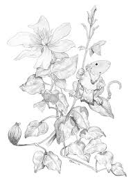 Check spelling or type a new query. Pin By Constance Nicholas On Floral Designs In 2021 Clematis Drawings Flower Drawing