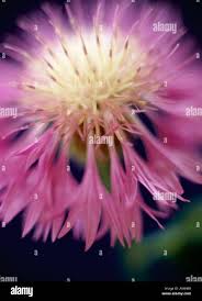 Image result for Buchnera pulcherrima