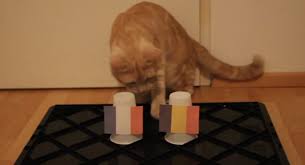 Trang chủ bóng đá / ảnh chế đan mạch vs bỉ: Meo Tháº§n Thong Dá»± Ä'oan Káº¿t Quáº£ Phap Vs Bá»‰ Chiáº¿n Tháº¯ng Danh Cho Ai