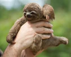Three Toed Sloth Baby Baby Animals Pictures Baby Sloth Cute Baby Animals