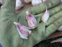 Check spelling or type a new query. Growing Garlic Planting And Caring For The Garlic Plant Hgtv