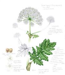 Image result for Apiaceae