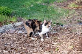 If you create a prickly surface, cats are less likely to come by. How To Keep Cats From Pooping In Your Mulch 8 Easy Methods My Backyard Life