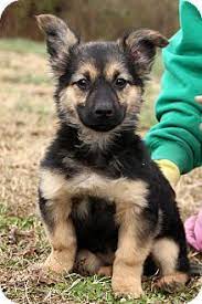 Cyrus is a 12 week old, 20 pound shepherd mix looking for his forever home. Glastonbury Ct German Shepherd Dog Basset Hound Mix Meet Kosmo A Puppy For Adoption Http Www Adoptapet Com P German Shepherd Dogs Shepherd Dog Mix Pets