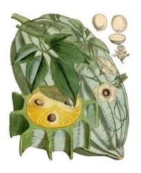 Image result for Telfairia occidentalis