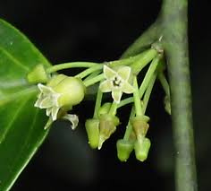 Image result for Strombosiopsis tetrandra