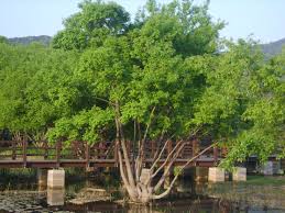 It is an artificial hybrid between s. Salix Chaenomeloides Wikipedia