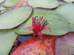 Image result for Brasenia schreberi