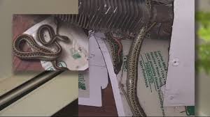 Learn what you need to compare tenant insurance quotes today! Hole In Wall Allows More Than 20 Snakes To Enter Aurora Woman S Apartment Fox31 Denver