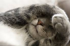 Causes and treatment of a swollen ear flap. Facial Swelling In Cats Symptoms Causes Diagnosis Treatment Recovery Management Cost