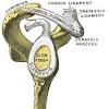 Overview of neuron structure and function. Https Encrypted Tbn0 Gstatic Com Images Q Tbn And9gcs Rlsieie Y0hou5 D 999cy3nr24grkl6vbf9ap6 Xbcpkcvm Usqp Cau