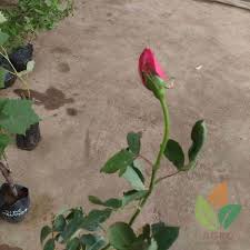 Mungkin inilah warna bunga mawar yang membuat si penerima merasa bingung karena maknanya dari warna marwar yang mawar berwarna gelap : Jual Bibit Mawar Pink Cantik Agro Bibit Id