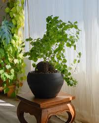 Image result for Dioscorea schimperiana