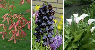 Jardin 16 Plantes Insolites A Cultiver Cultiver Plante Jardins