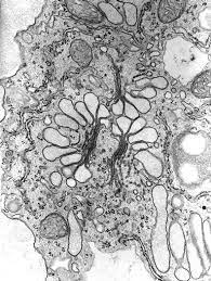 Golgi Apparatus British Society For Cell Biology