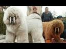 Tibetan Mastiff - Price, Temperament, Life span
