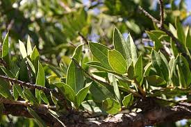 Image result for Strychnos pungens