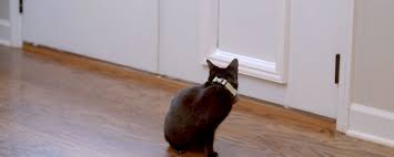 Invisible fences can indeed scare any cat away from the idea of crossing any boundaries. Indoor Cat Vs Outdoor Cat How To Keep Your Cat Safe Outside Inside