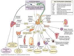 Hormone Physiology Map Endocrine Hormones Endocrine System Endocrine System Hormones