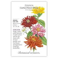 Magnificent, huge variety of the giant cactus family of zinnias. Cactus Flower Blend Zinnia Seeds Flowers Botanical Interests