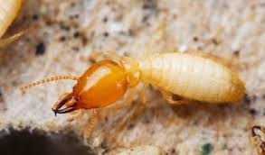 Unlike subterranean termites, drywood termites don't use their droppings to build. Drywood Termites Total Pest Services