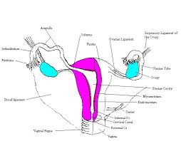 It is oval in shape and pink in colour. Blank Female Reproductive System Diagram Human Body Anatomy