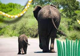 Geography Quiz National Geographic Kids Animals Baby Animals