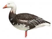 New Sample Blue Goose Avian X Decoy Sentury New Sample Blue Goose Avian X Decoy Sentury Model Blue Goose Avian X Decoy Sentury Blue Goose Avian X Decoy Sentury 29 99 Reel Wing Decoys Inc Duck Decoys Goose Decoys Uv Paint
