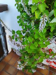 Image result for Coleus hadiensis
