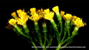 Image result for Delairea odorata