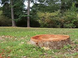 The most efficient method of applying a salt and water solution to kill a tree stump is to ensure that the mixture reaches the tree's root system. How To Remove A Tree Stump With Epsom Salt Trees Com