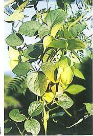 Image result for Illigera