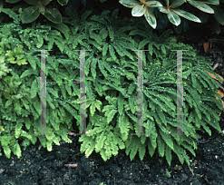 Image result for Adiantaceae