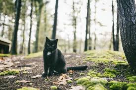 Irish Names For Cats With Meanings