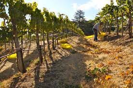 How To Start A Home Vineyard