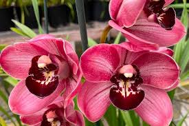 Exotic Orchids on the Island of Hawai'i ...