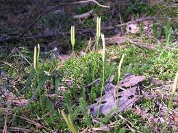 Image result for Huperzia afromontana