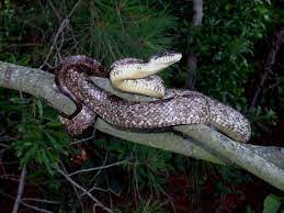 Gray Rat Snake Elaphe Obsoleta Spiloides Rat Snake Snake Cute Animals