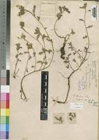 Image result for Phyllanthus hutchinsonianus