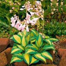 Schweden Funkie Catherine Pflanzen Schattenpflanzen Exotische Blumen