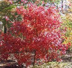 'fire dragon' is a gorgeous red fall color shantung maple. Fire Dragon Shantung Maple Small Shade Trees Garden Yard Ideas Plants