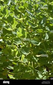 Image result for Tetradenia