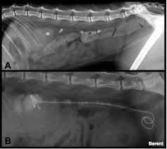 Birth defects in young kittens, such as ectopic ureter (ureter bypasses the bladder and enters the urethra from if your cat has kidney stones, they may need to be surgically removed or dissolved through shockwave treatments. New Alternatives For Minimally Invasive Management Of Uroliths Ureteroliths Vetfolio