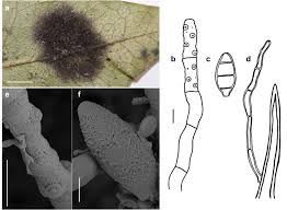 Image result for Lindackeria bukobensis