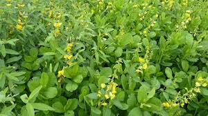 Image result for Crotalaria polysperma